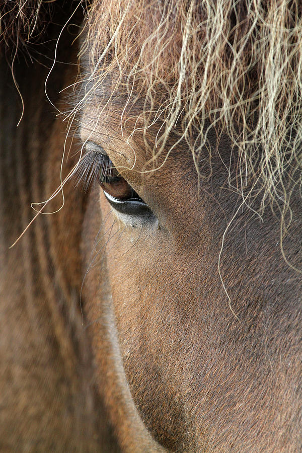 Icelandic Horse Photograph by Photographies Olivier Ghettem