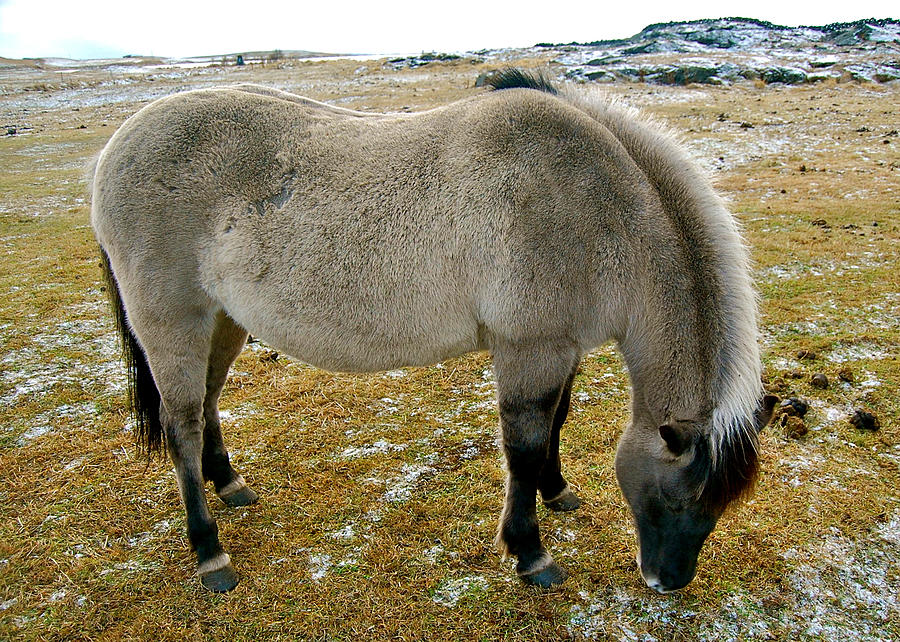 Icelandic Horse Photograph by HweeYen Ong