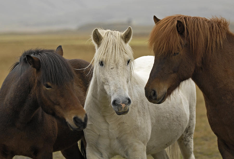 Icelandic Horses Photograph by Claudio Bacinello