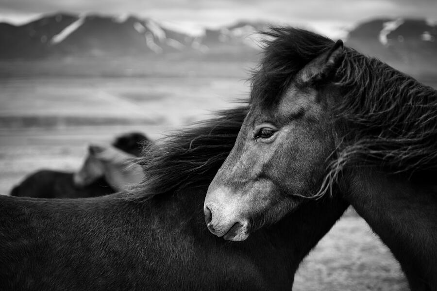Horse Photograph - Icelandic Horses by Dave Bowman