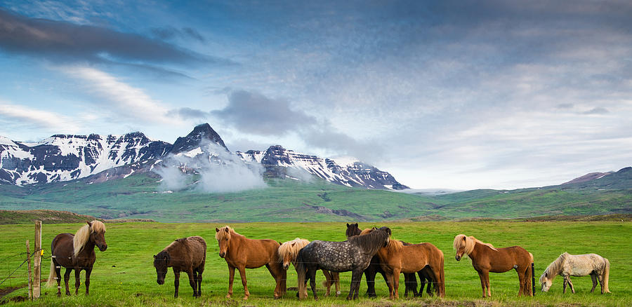 Icelandic horses in mountain landscape in Iceland Photograph by Matthias Hauser