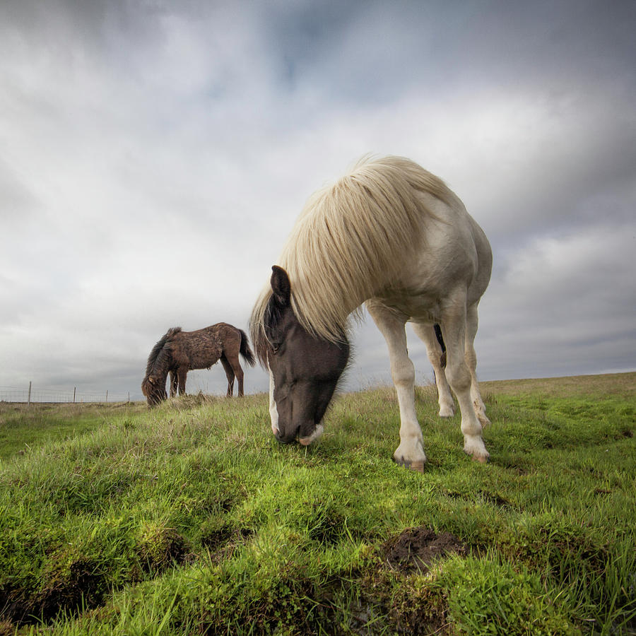 Icelandic Horses Photograph by Johann S. Karlsson