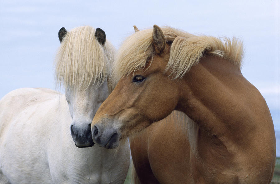 Horse Photograph - Icelandic Horses by John Daniels
