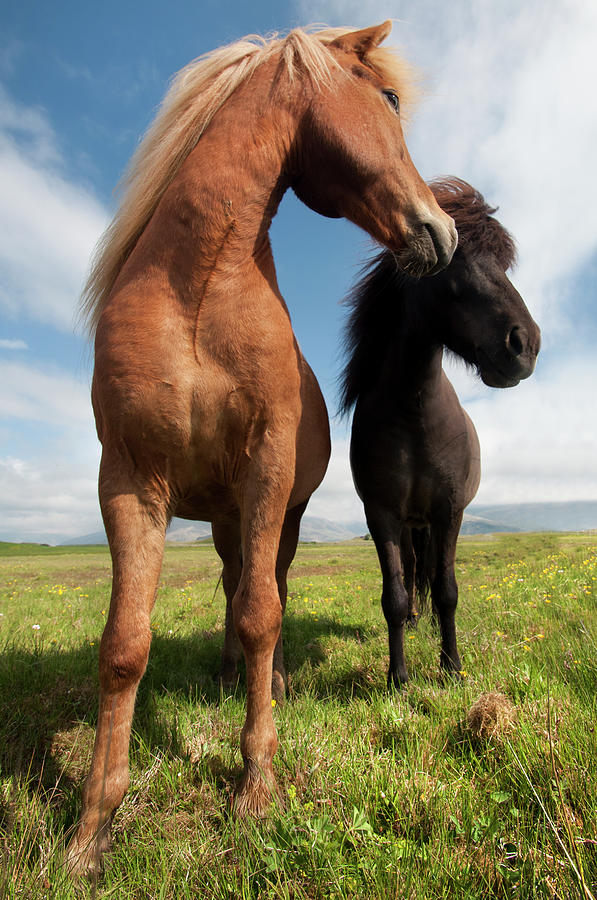 Icelandic Horses Photograph by Laverrue Was Here