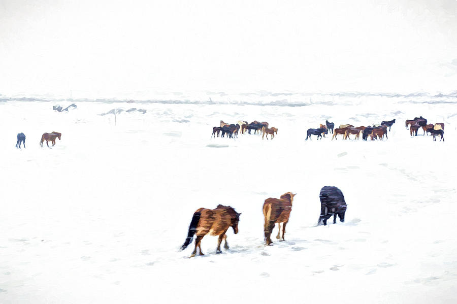 Icelandic Horses Photograph by Maria Coulson