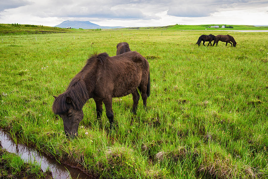 Horse Photograph - Icelandic horses on green meadow in Iceland by Matthias Hauser