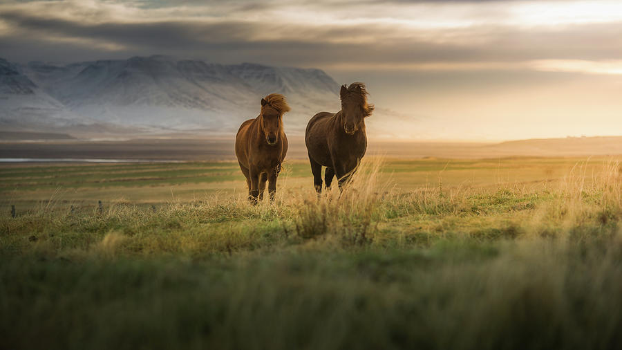 Icelandic Horses On The Field Photograph by Coolbiere Photograph