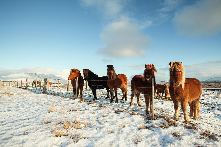 Icelandic Horses Photograph by Ray Wise