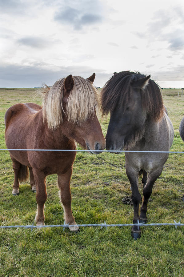 Icelandic Horses Photograph by Roni Chastain