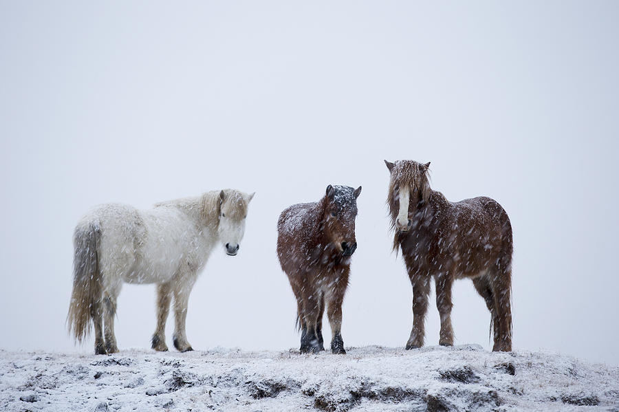 Icelandic Horses Standing In A Photograph by Robert Postma