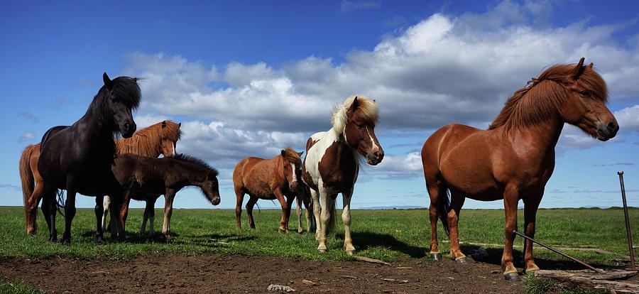Icelandic Horses Photograph by Vivian Osorio