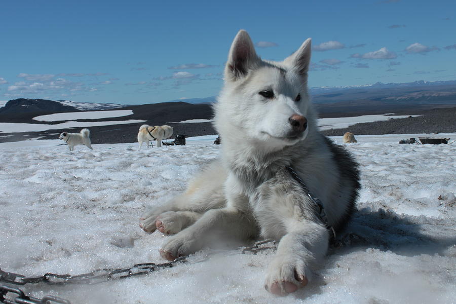 are there huskies in iceland