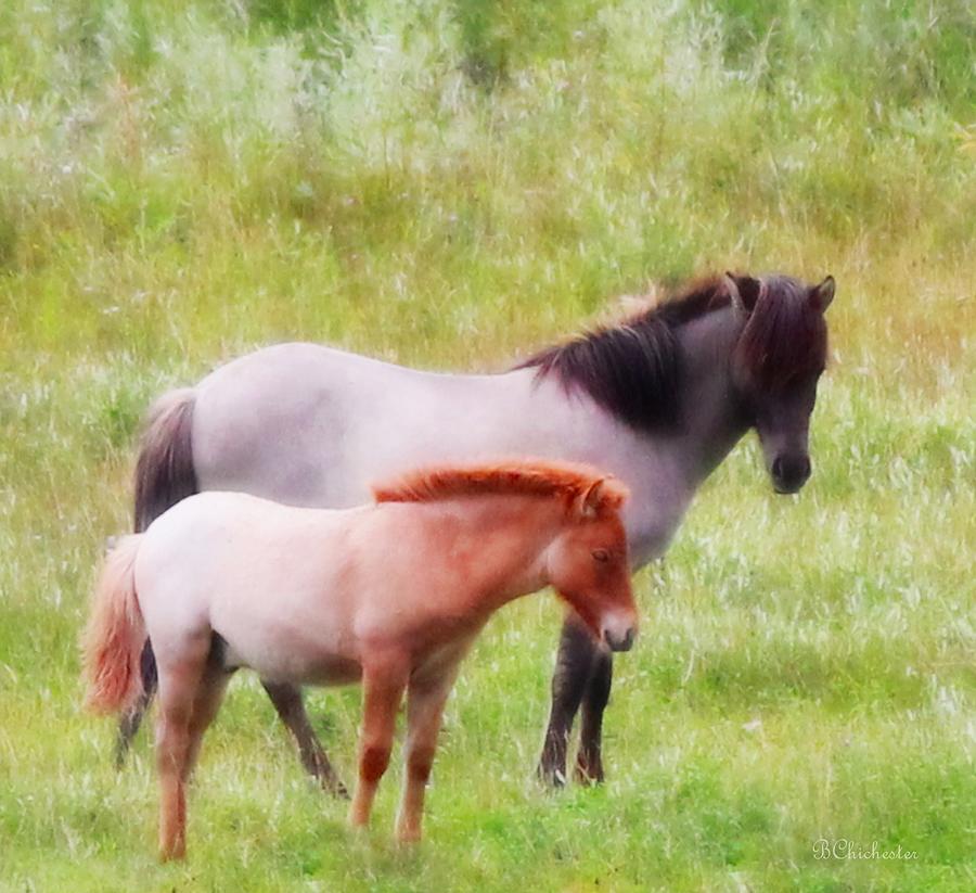 Icelandic Mare and Foal Photograph by Barbara Chichester