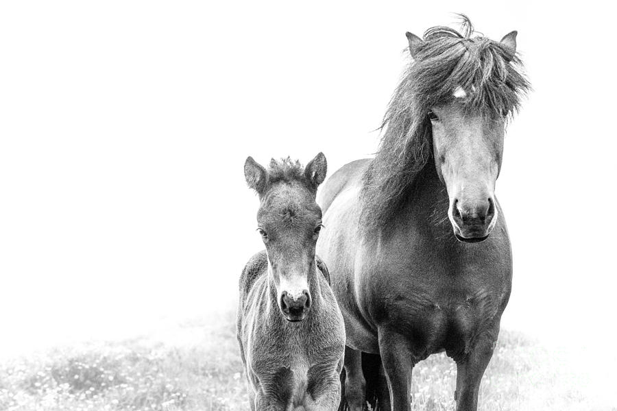 Icelandic Mare and Foal Photograph by Heather Swan
