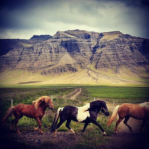 Mountain Photograph - Icelandic Ponies #iceland #ponies by Bob Rives