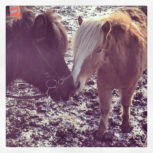 Icelandic Pony Love Photograph by Kelsey Shaw