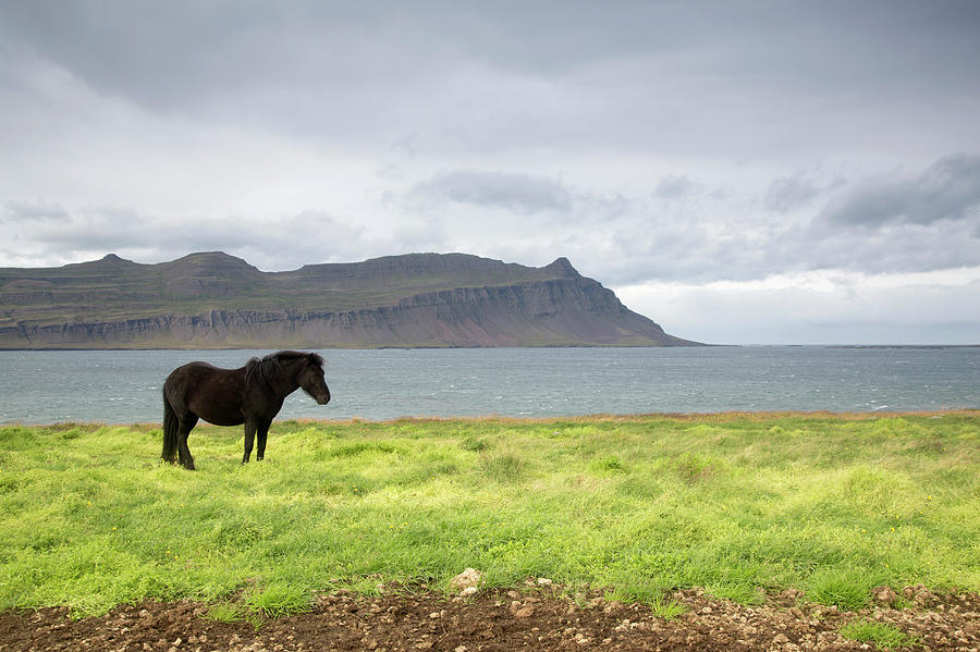 Icelandic Pony Standing In A Field Photograph by Grant Faint