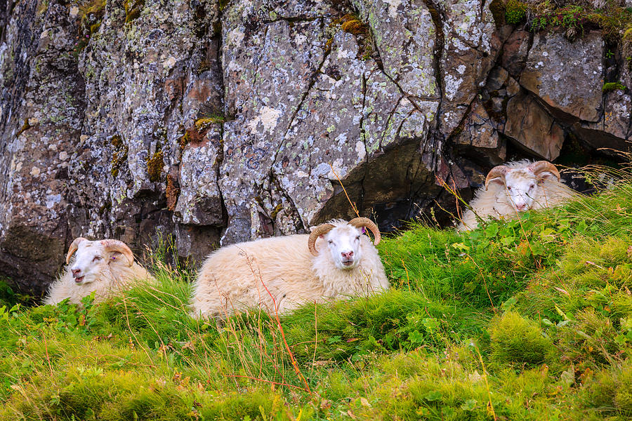 Icelandic sheep Photograph by Alexey Stiop