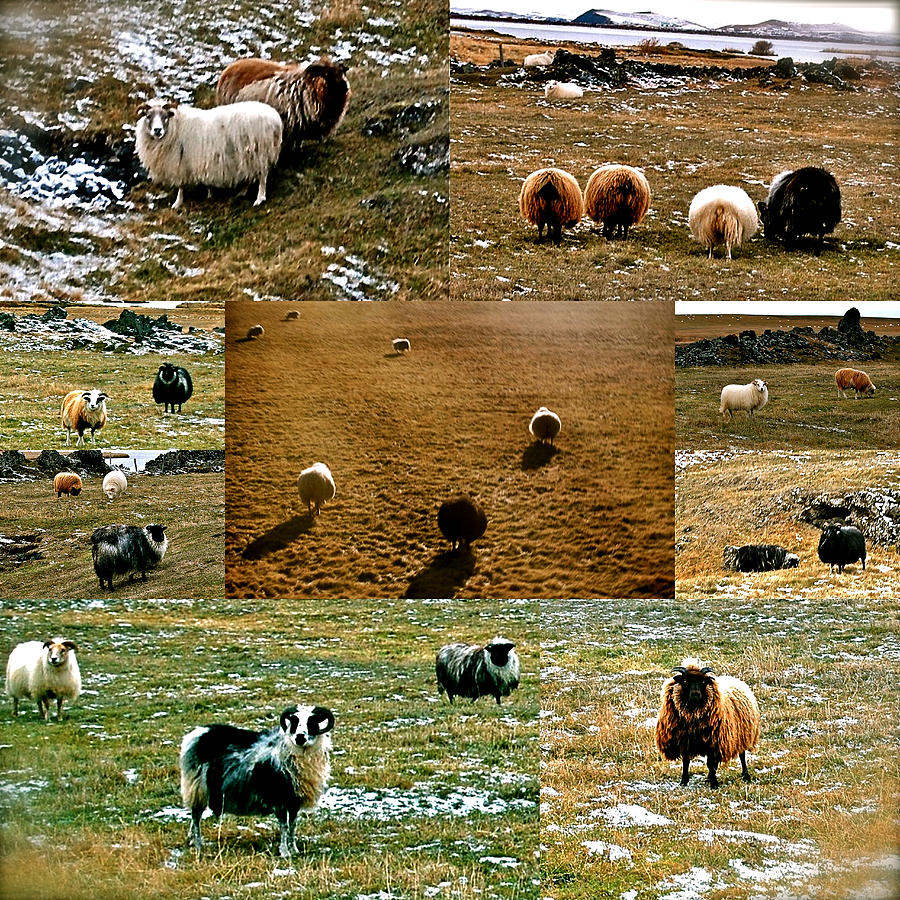 Icelandic Sheep Photograph by HweeYen Ong