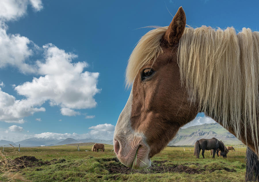 Icelandic Sheephorse With Snack Photograph by William Toti