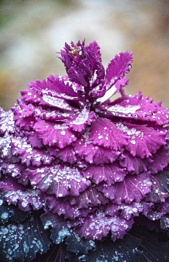 Icey Kale Plant Photograph by Sandi OReilly