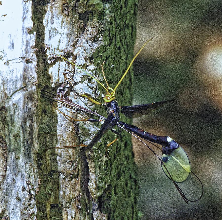 Ichneumon Wasp Depositing Eggs Photograph by Constantine Gregory