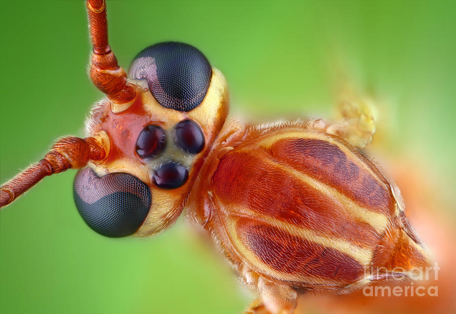 Ichneumon Wasp Photograph by Matthias Lenke