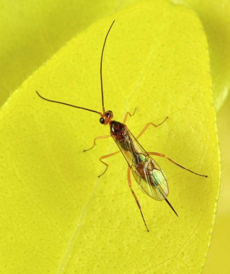 Insects Photograph - Ichneumon Wasp by Nigel Downer