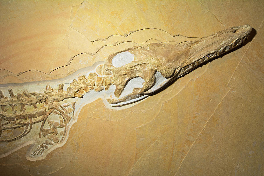 Ichthyosaur Fossil Photograph by Millard H. Sharp