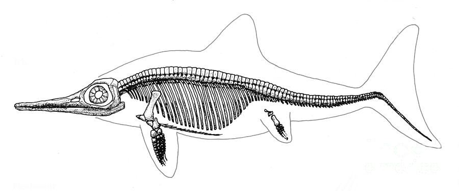 Ichthyosaur Skeleton, Mesozoic Reptile Photograph by Science Source