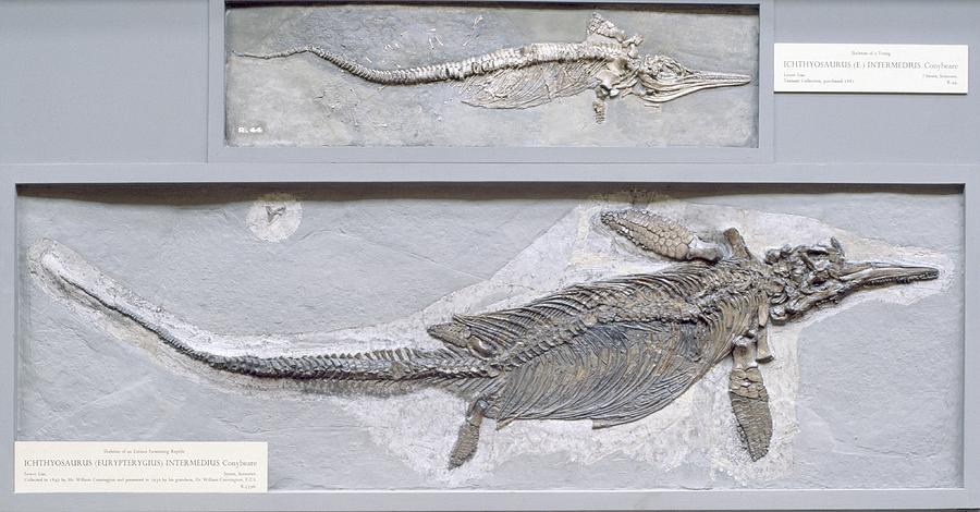 Ichthyosaurus intermedius Photograph by Science Photo Library | Pixels