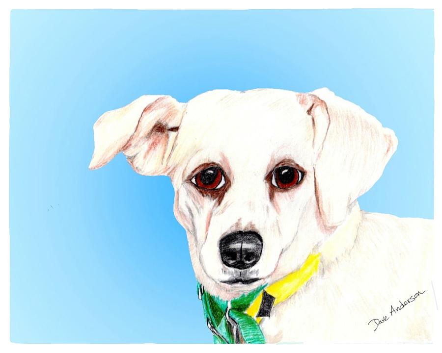 Nature Drawing - Icicle - a former shelter sweetie by Dave Anderson