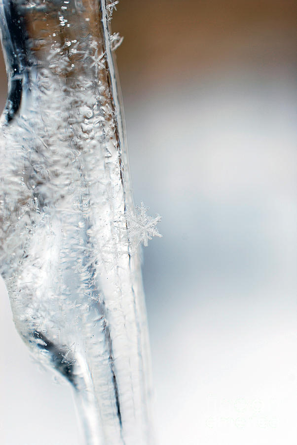 Icicle and Snowflakes Photograph by Lila Fisher-Wenzel