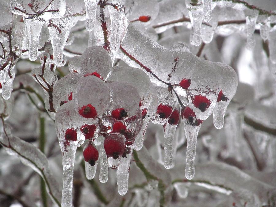 Icicle Berries Photograph by Alfred Ng