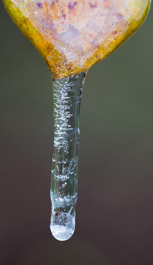 Icicle on Greenbrier Leaf Photograph by Steven Schwartzman
