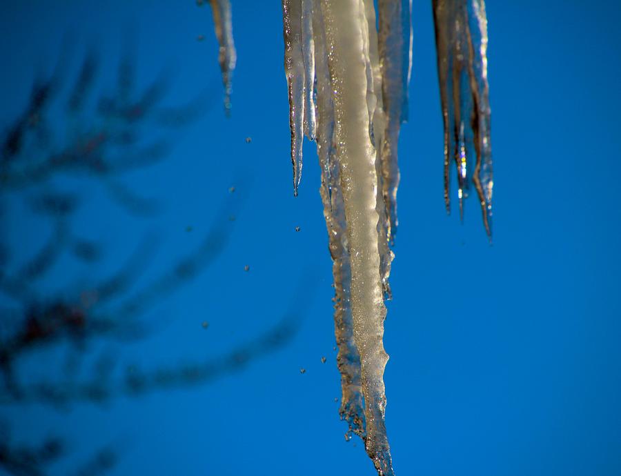 Icicles 1 Photograph
