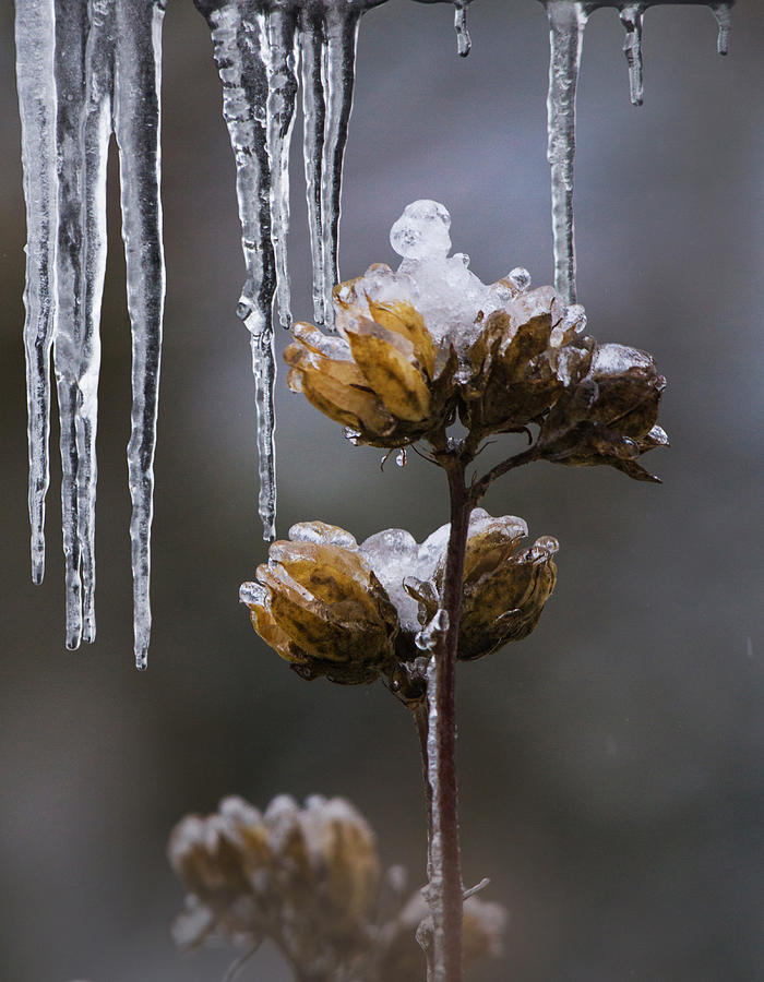 Icicles and Ice Flowers Photograph by Angie Vogel