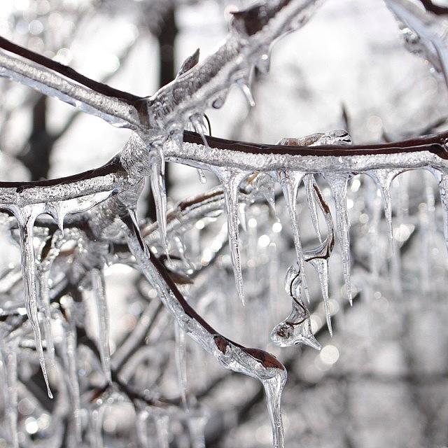 Winter Photograph - Icicles #ice #frozen #tree #winter by Meg Pace
