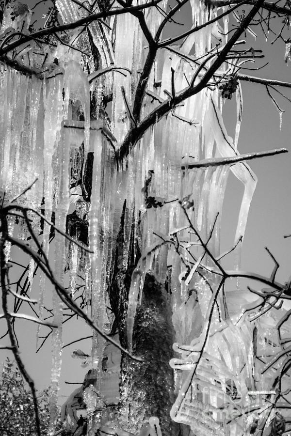 Icicles in a Tree Photograph by Imagery by Charly