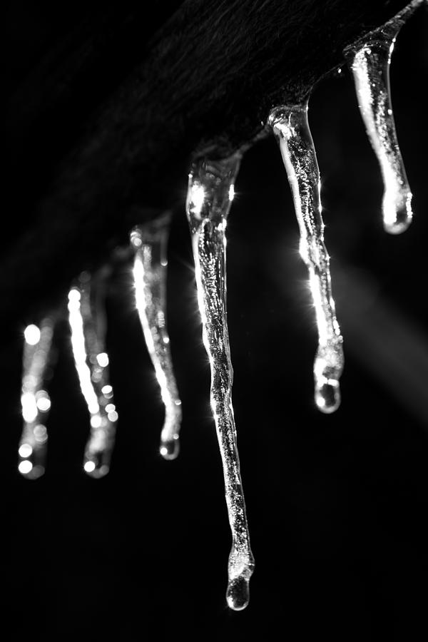 Icicles In Winter Black And White Photograph