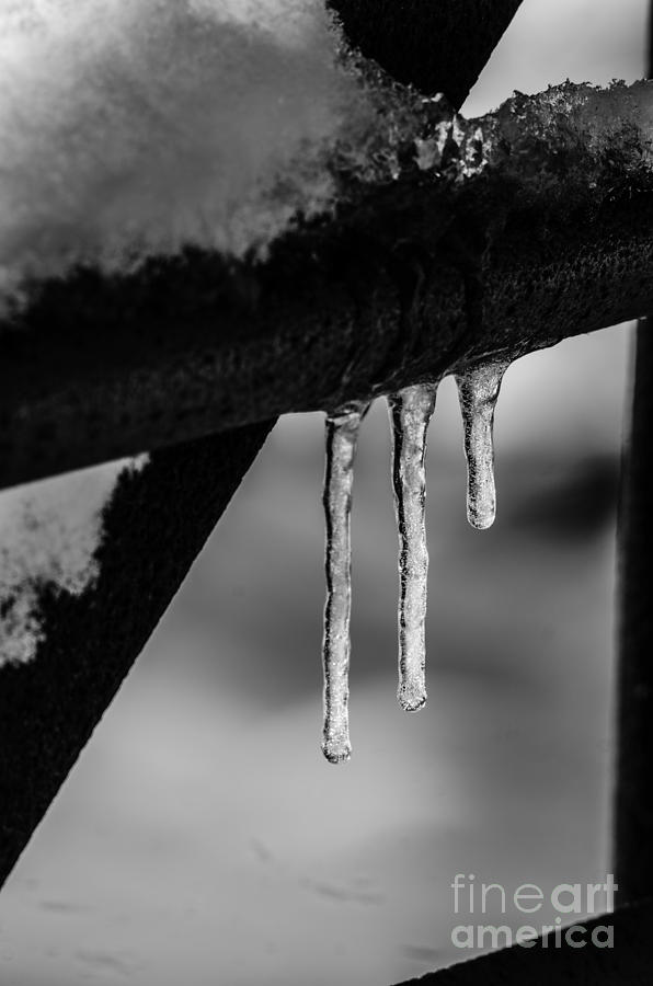 Icicles Photograph by JT Lewis