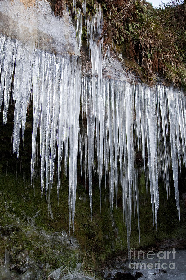 Icicles Photograph by Liz Leyden