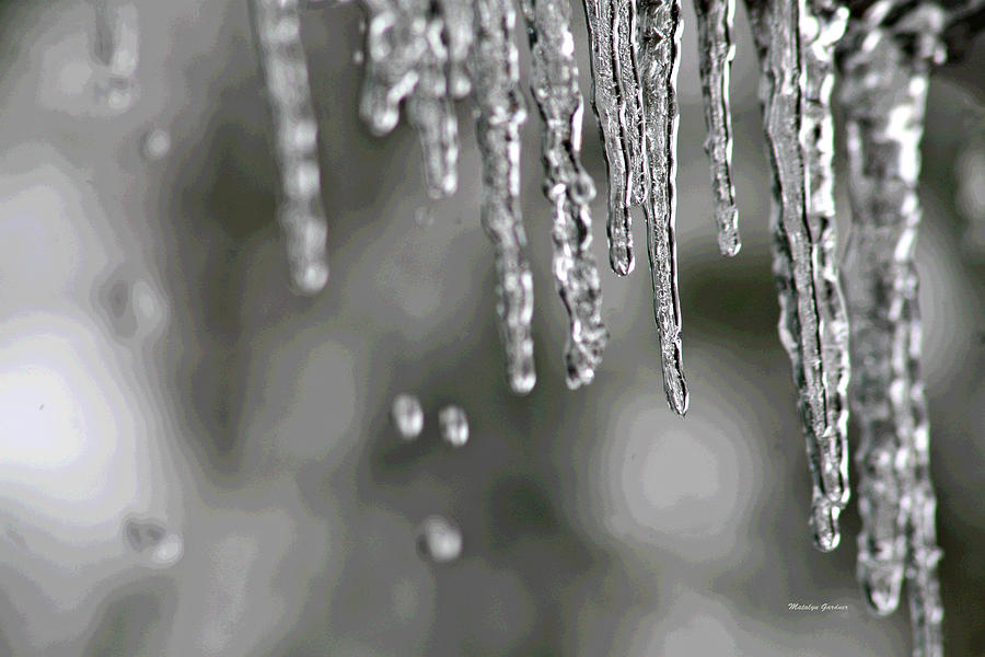 Icicles Photograph by Matalyn Gardner