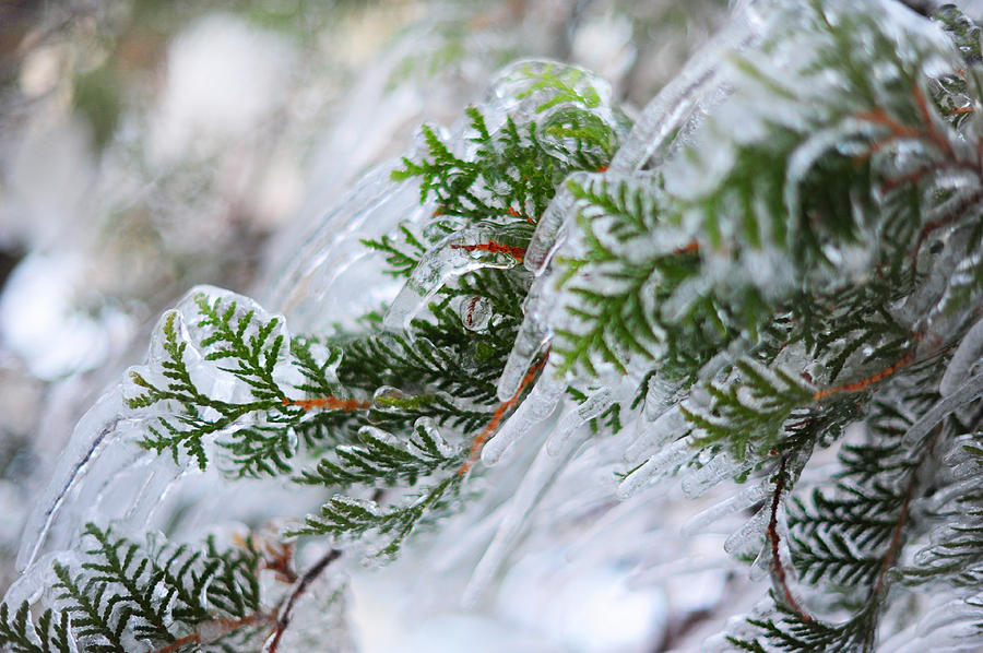 Winter Photograph - Icicles on the Juniper Green Branches by Jenny Rainbow