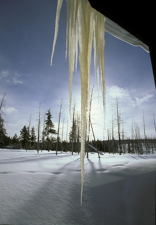 Icicles Yellowstone Wyoming Photograph by Martin Withers