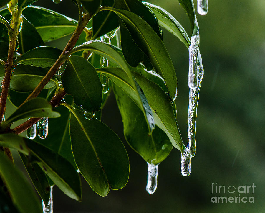 Icing On The Plant Photograph