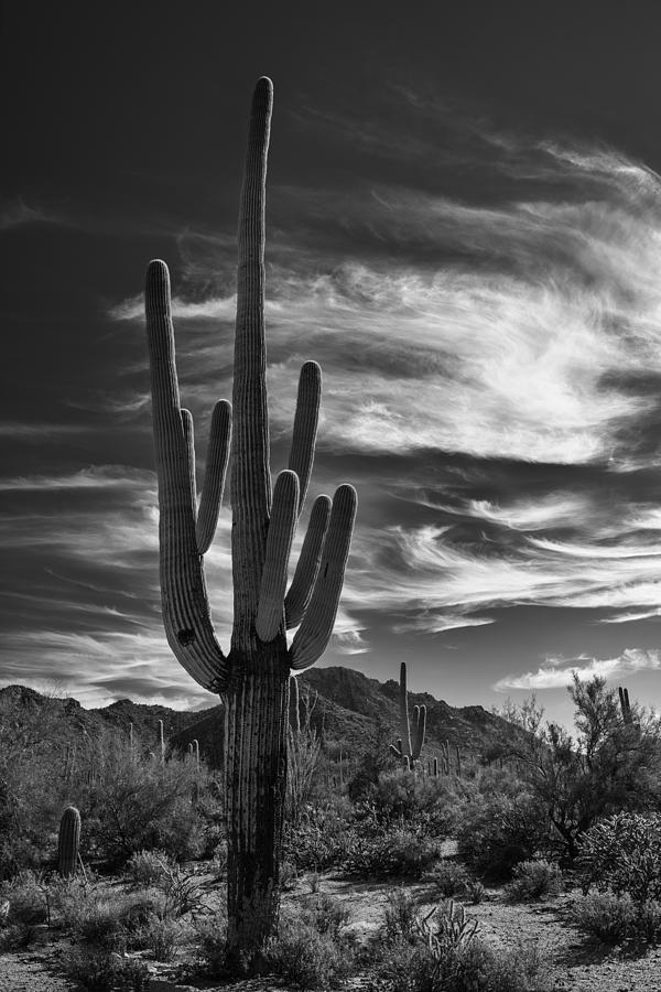 Saguaro National Park Photograph - Icon by Joseph Smith