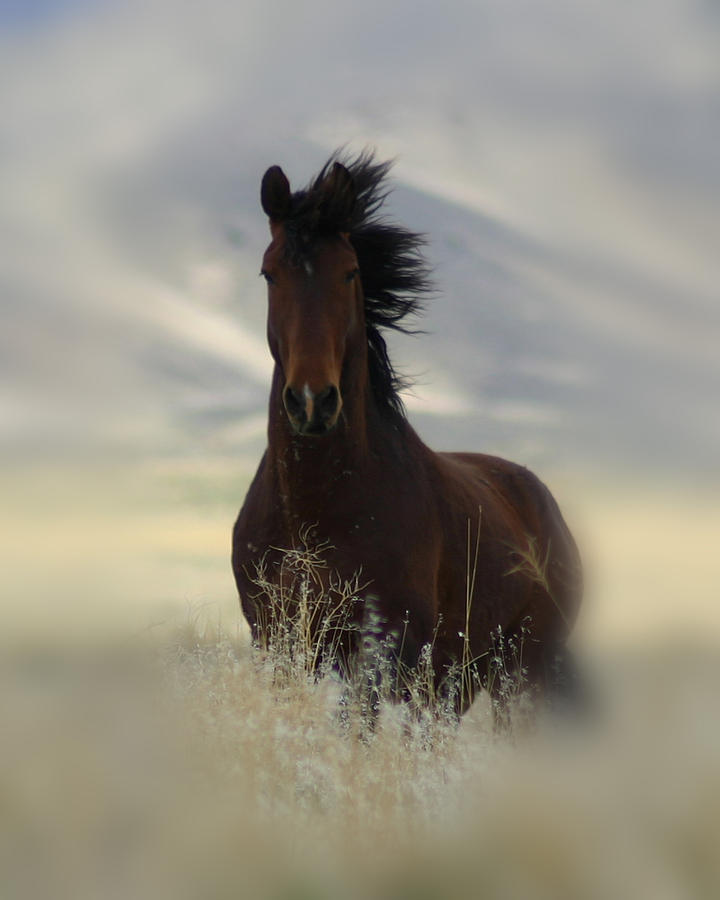 Iconic by Gene Praag Iconic by Gene Praag