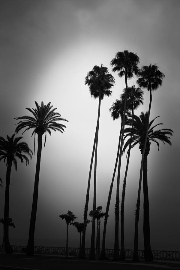 Iconic Palms Photograph by Steve Sikich - Fine Art America