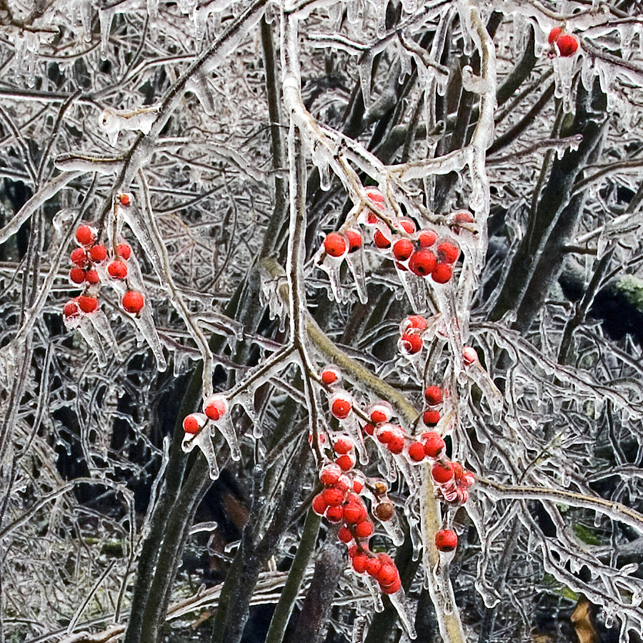 Icy Berries Photograph by Frank Winters